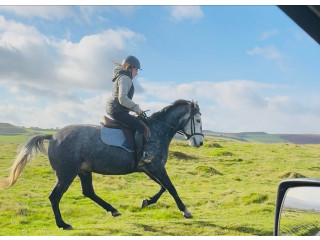 Hungarian Warmblood Mare for sale