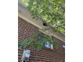 guard-more-pest-control-small-4